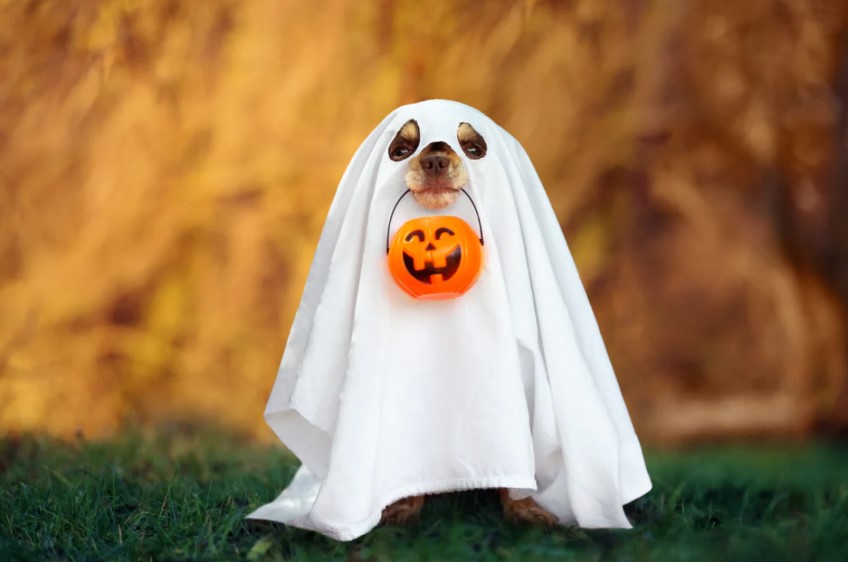 Spooky Pooches: How to Safely Dress Your Dog for Halloween Fun