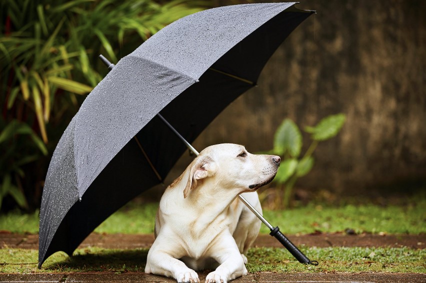 Calm Before the Storm: How to Prepare Your Dog for Inclement Weather